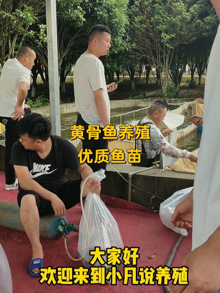黄骨鱼养殖基地