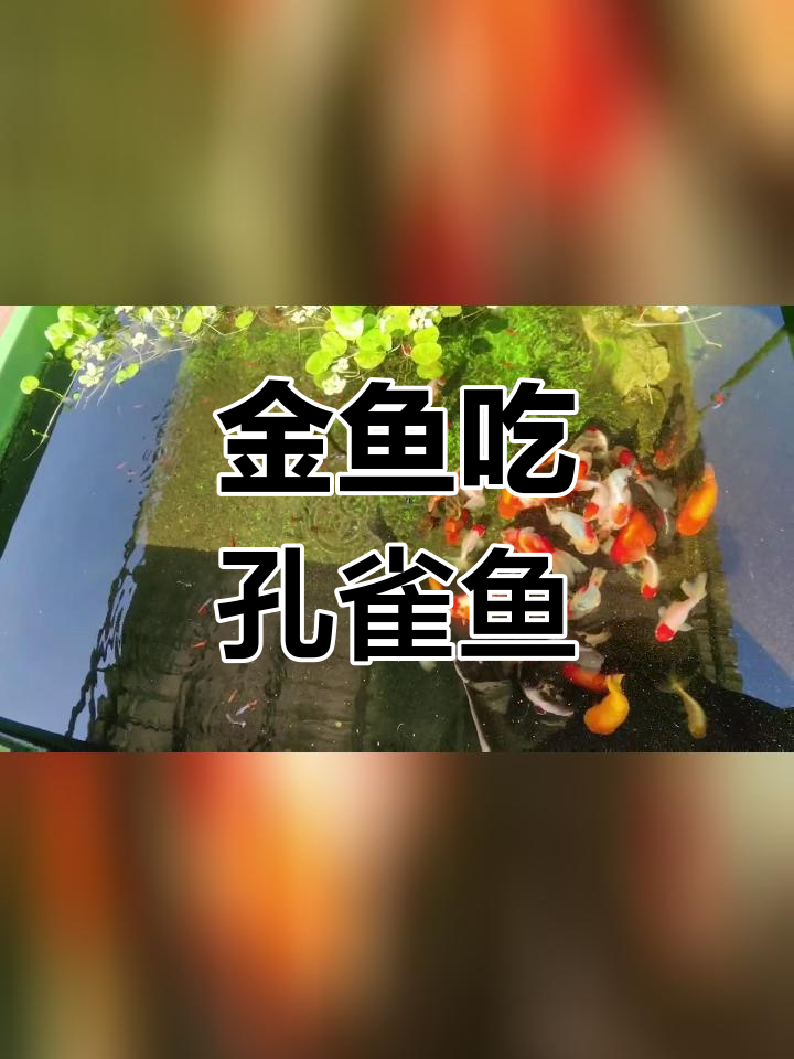 淘汰孔雀鱼被金鱼吃掉
