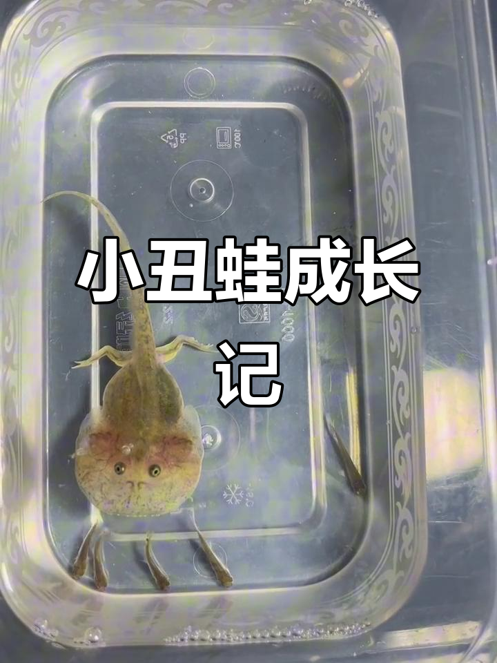 小丑蛙蝌蚪长出前肢,游泳更灵活,食量惊人!