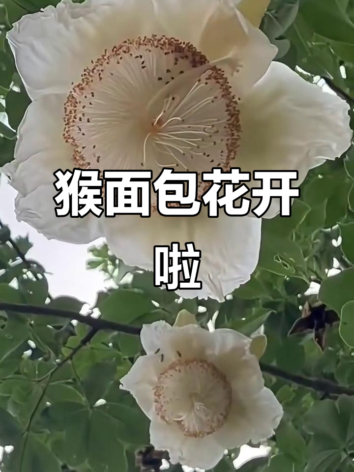 非洲猴面包树开花,花朵大如向日葵吸引蜜蜂