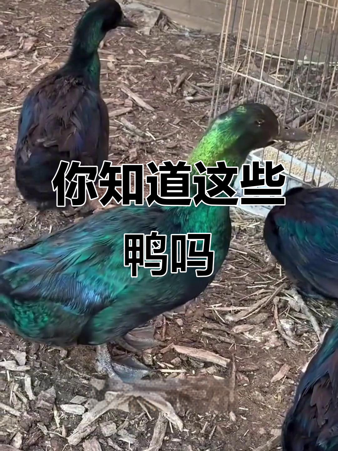 14种不同品种的鸭子,看看你能认出几种?