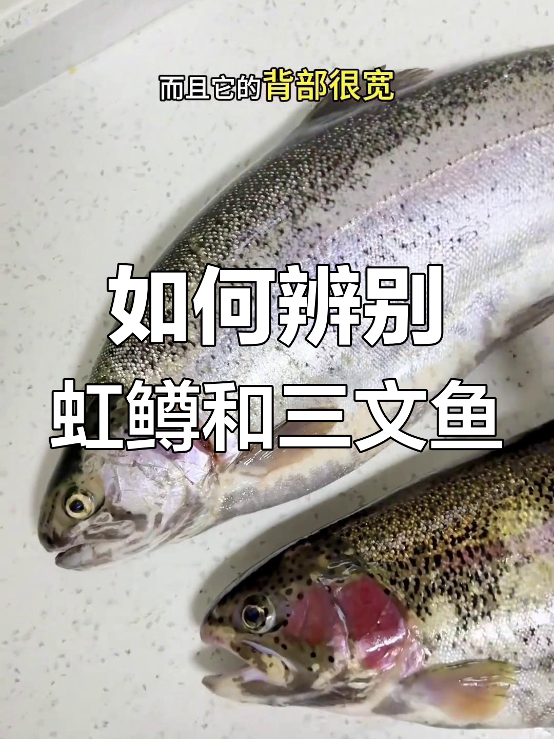 虹鳟与三文鱼如何区分?掌握这三大特征轻松分辨
