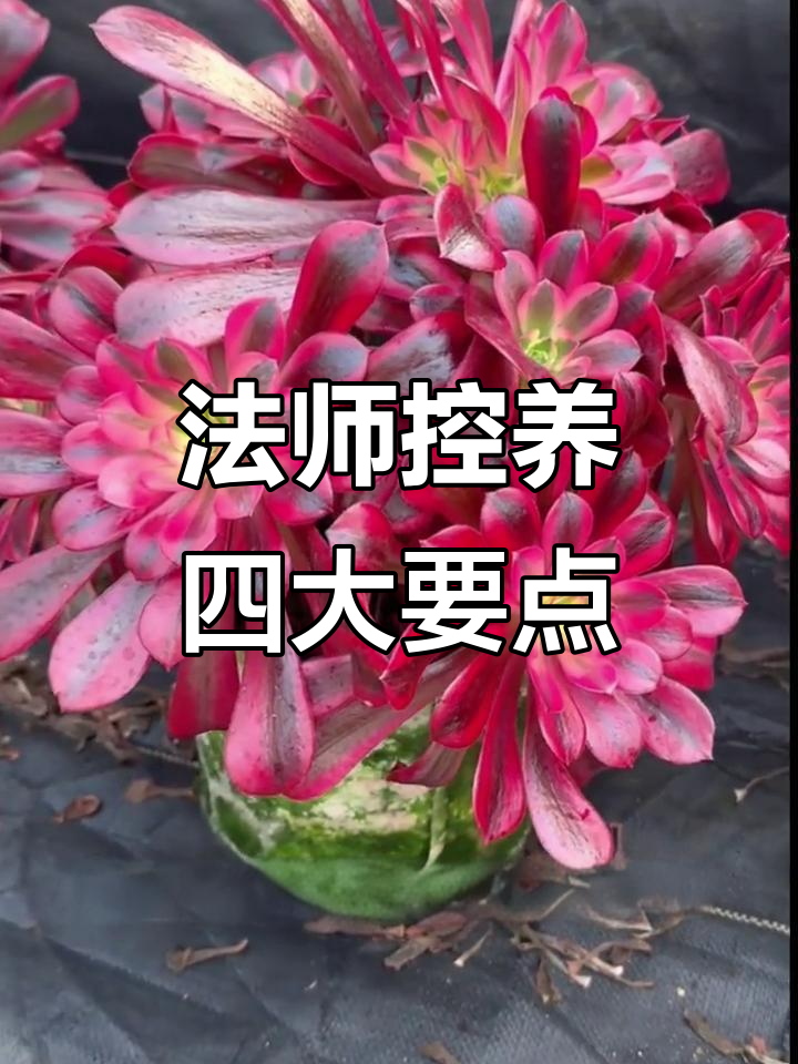 法师多肉养护秘籍:四个要素帮你控养出状态