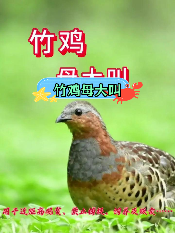 童年记忆中的竹鸡叫声