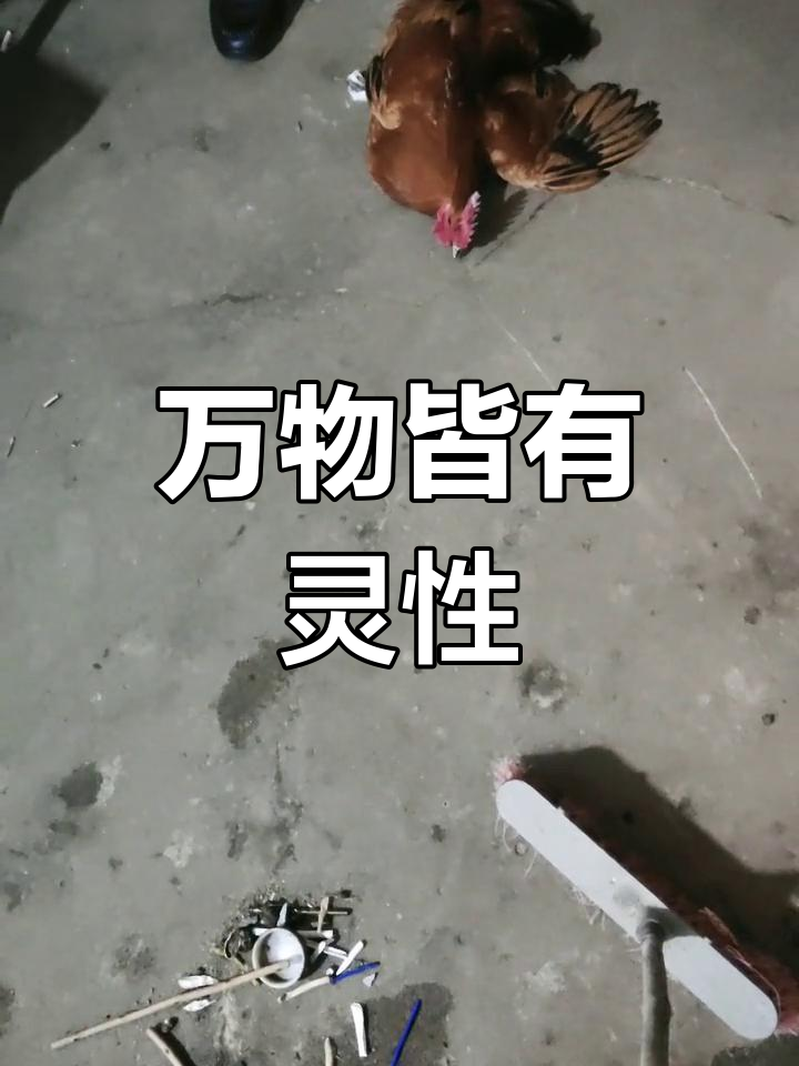鸡胆与虾的奇妙互动