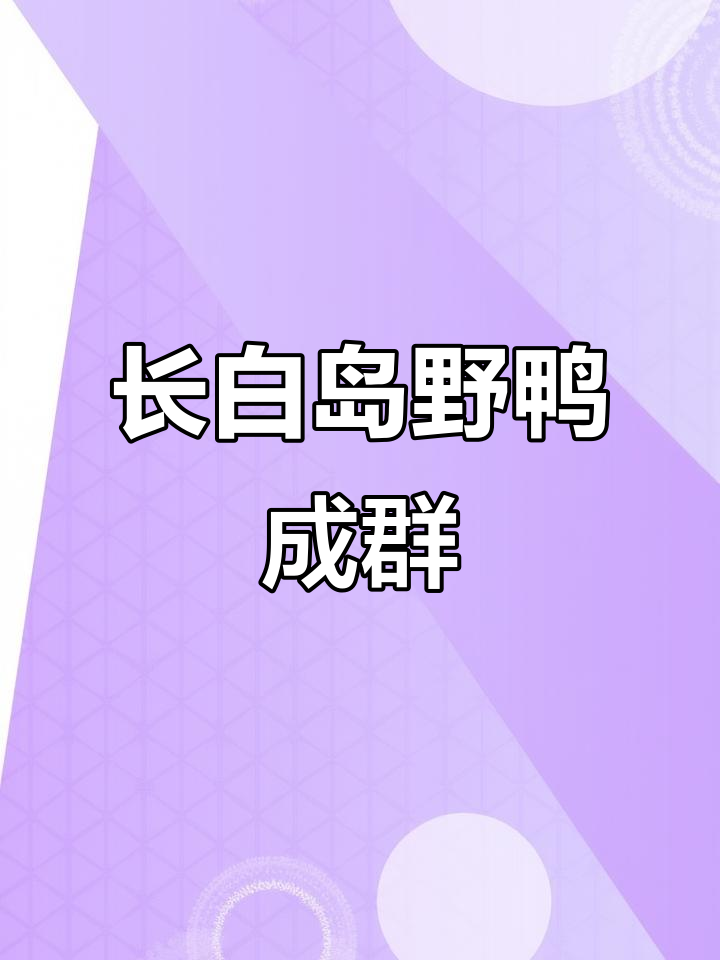 吉林松花江长白岛野鸭成群,萌态十足