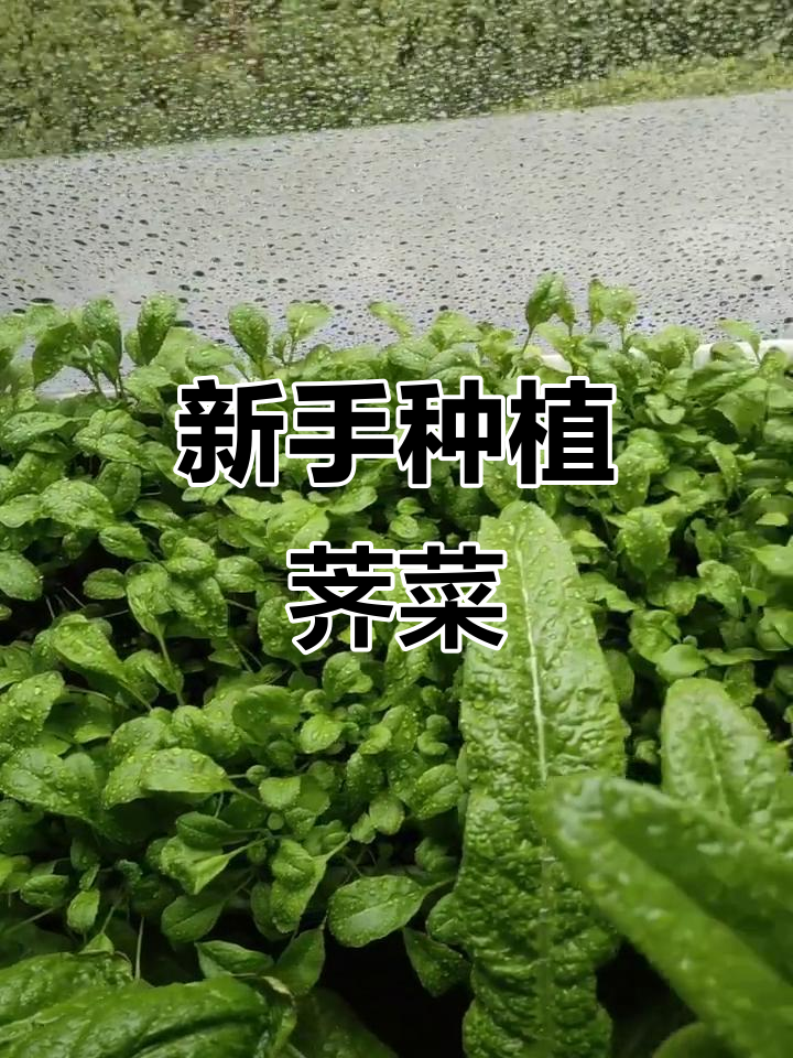 荠菜四季可种,撒籽就能发芽,新手必试