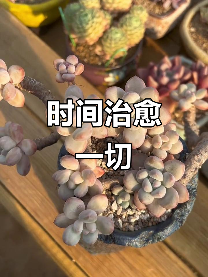 时间的魔法,让多肉植物焕发新生