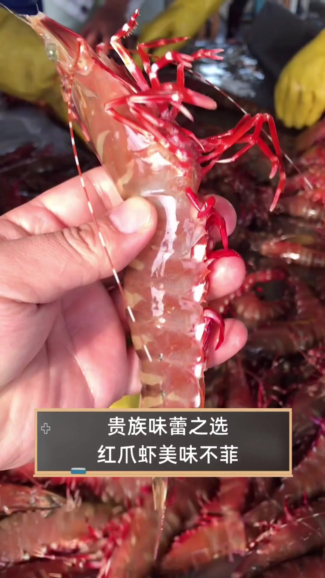 贵族味蕾之选,红爪虾美味不菲