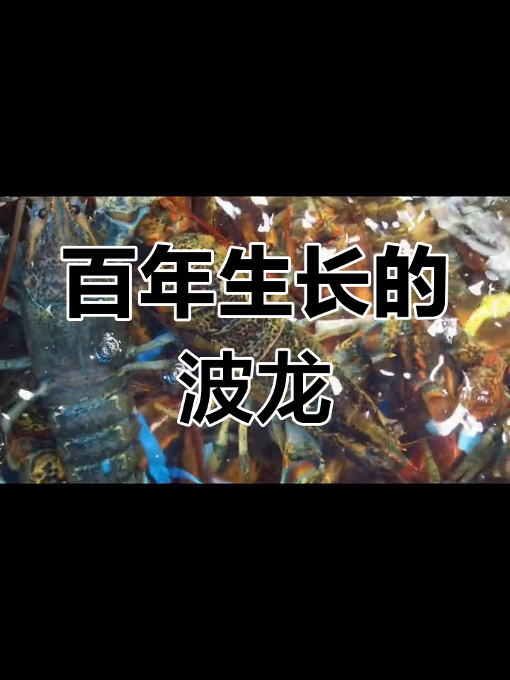 波士顿龙虾的神秘起源,你知道吗?