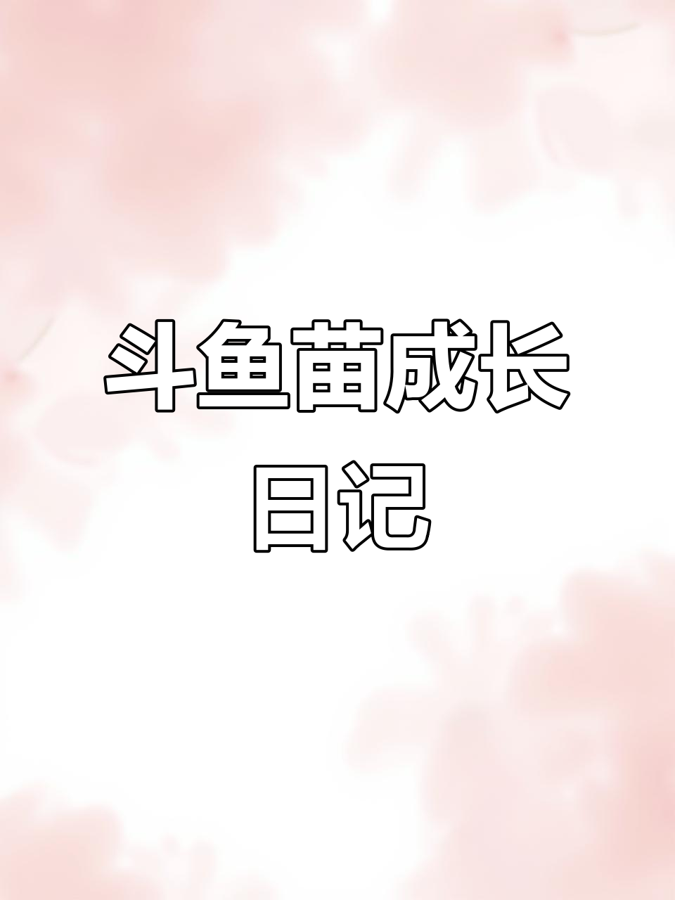 斗鱼孵化第六天,超细丰年虾开口率大幅提升