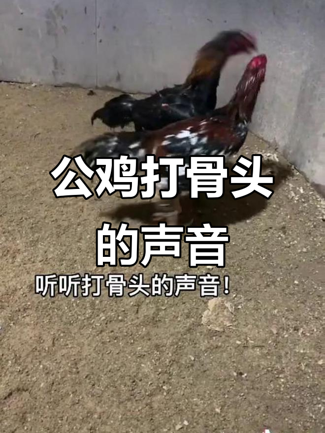 斗鸡场上的激烈碰撞,公鸡的战斗声音震撼来袭