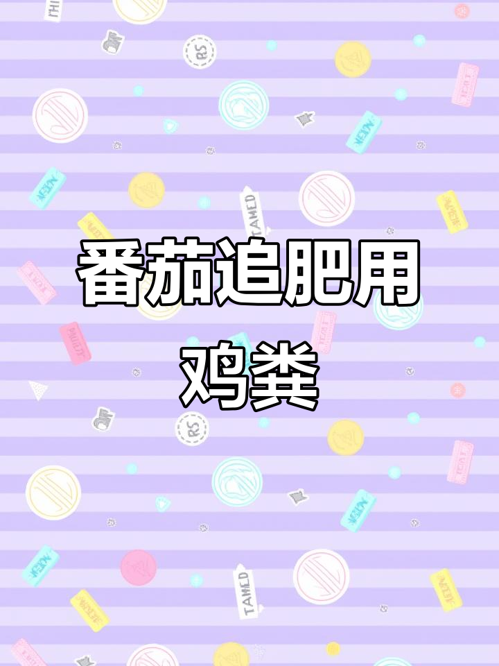 番茄追肥技巧:鸡粪堆肥如何使用