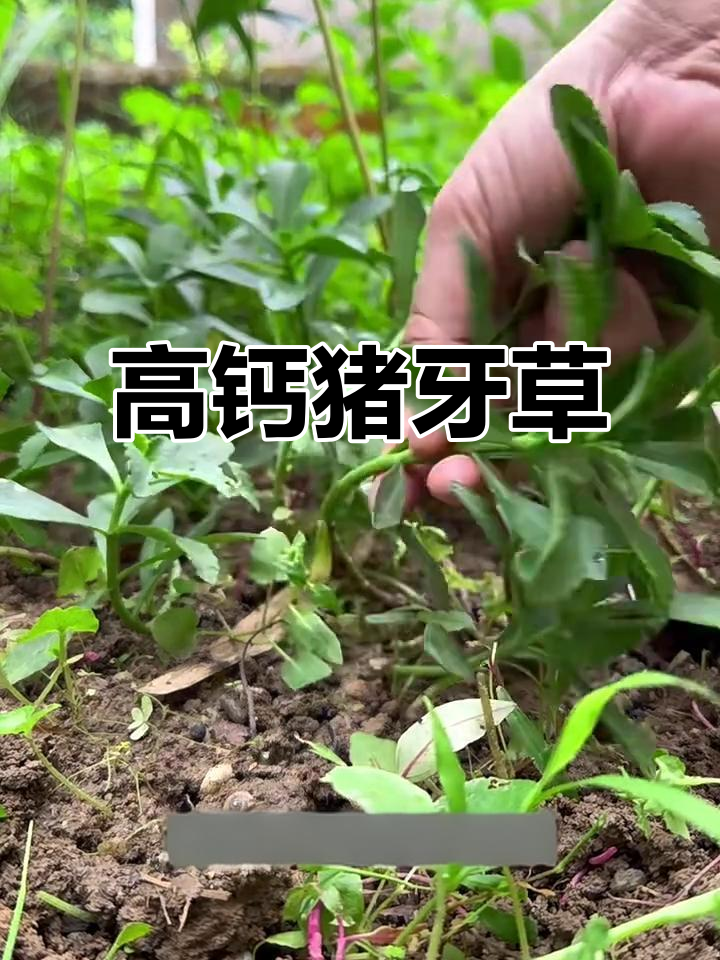 猪牙草:从喂猪到网红菜,钙含量惊人