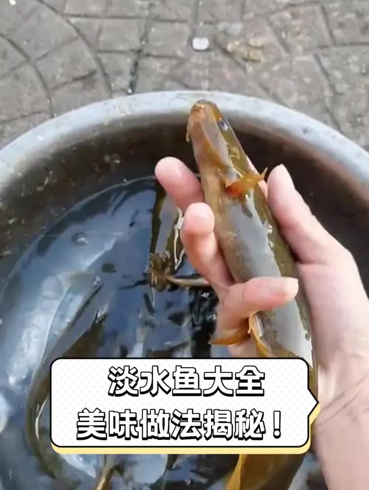 淡水鱼大全,美味做法揭秘!