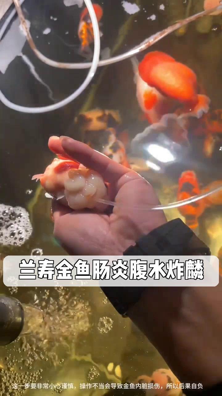 兰寿金鱼肠炎腹水炸麟