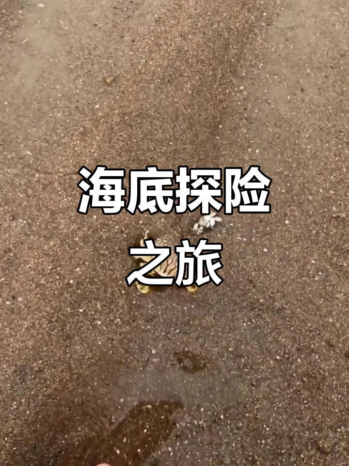 赶海妹带你探秘海底奇观,发现小丁鱼、化蛋蟹和神秘洞穴