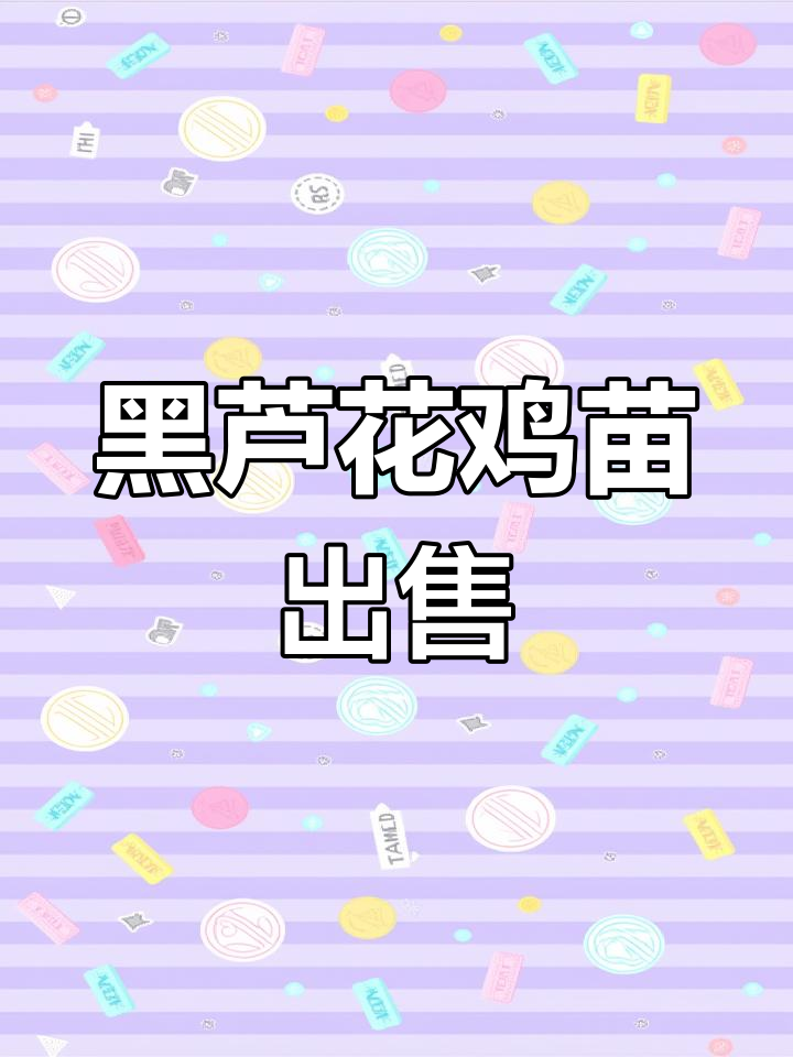大种黑芦花鸡苗批发,品质保障