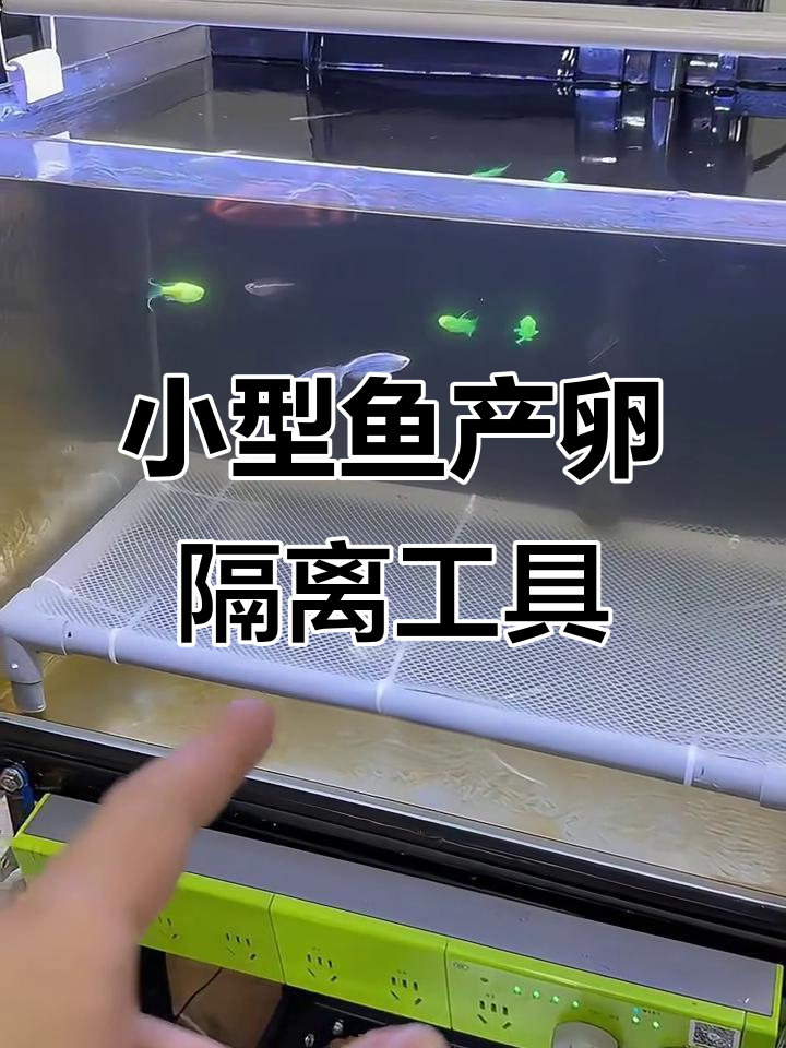 斑马虎皮鱼繁殖隔离网制作技巧，轻松避免受精卵被吃掉