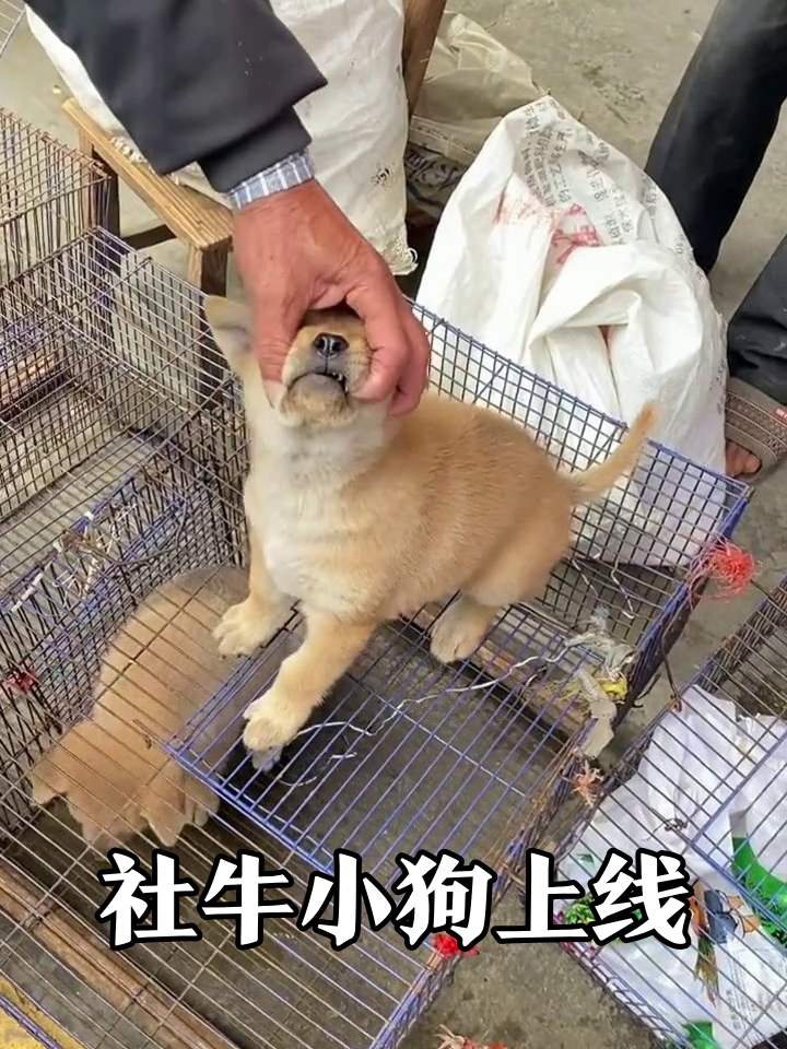 笼子里的社牛小狗!被摸头秒变表情包,张嘴卖萌太会了
