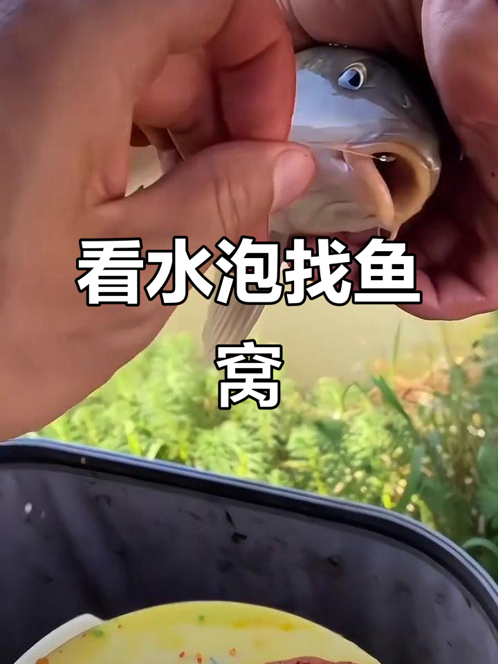 鱼泡识别技巧：从鲫鱼到青鱼的泡泡特征全解析