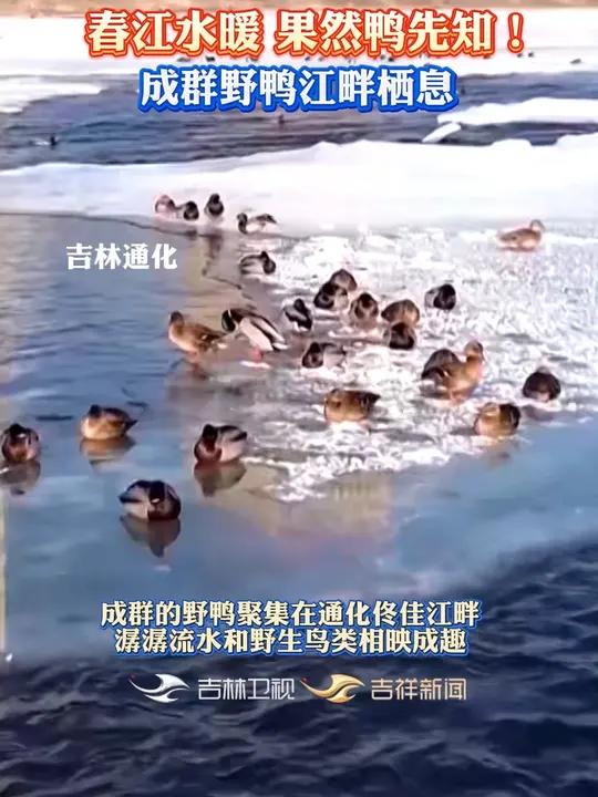春江水暖果然鸭先知!成群野鸭江畔栖息～