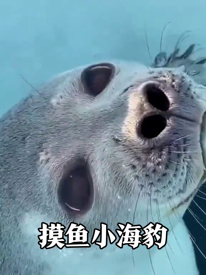 海豹上班摸鱼被抓包，表情像极周一被老板盯的我