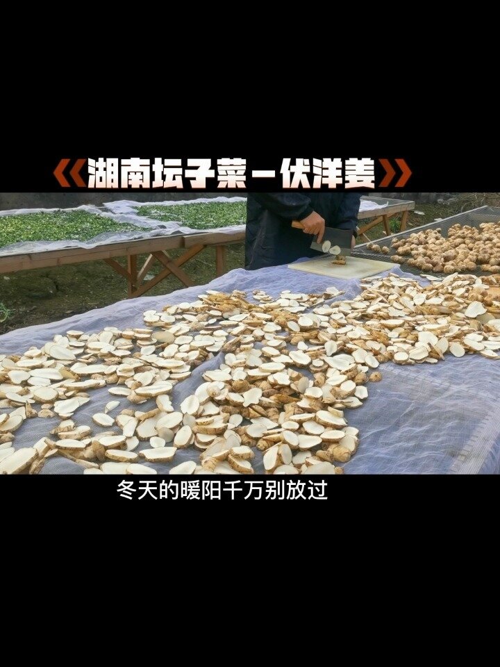 湖南特色坛子菜—伏洋姜
