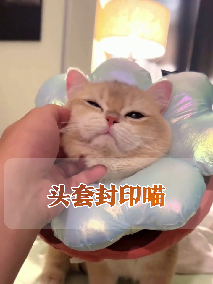 猫咪被头套封印？从花仙子到甜甜圈，可爱到犯规！