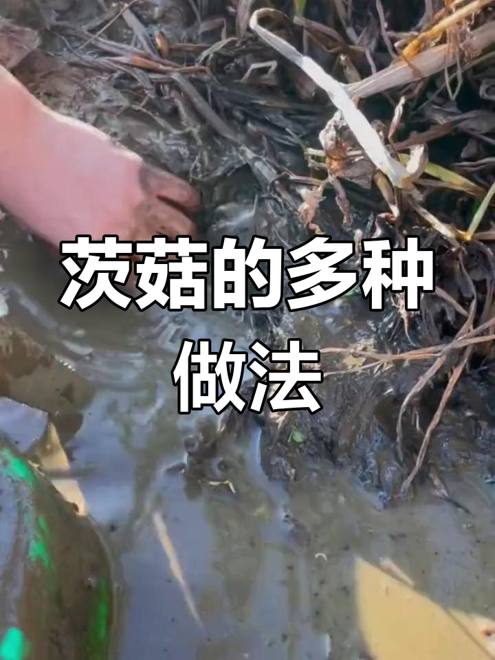 茨菇三种吃法,焖肉炸汤样样行