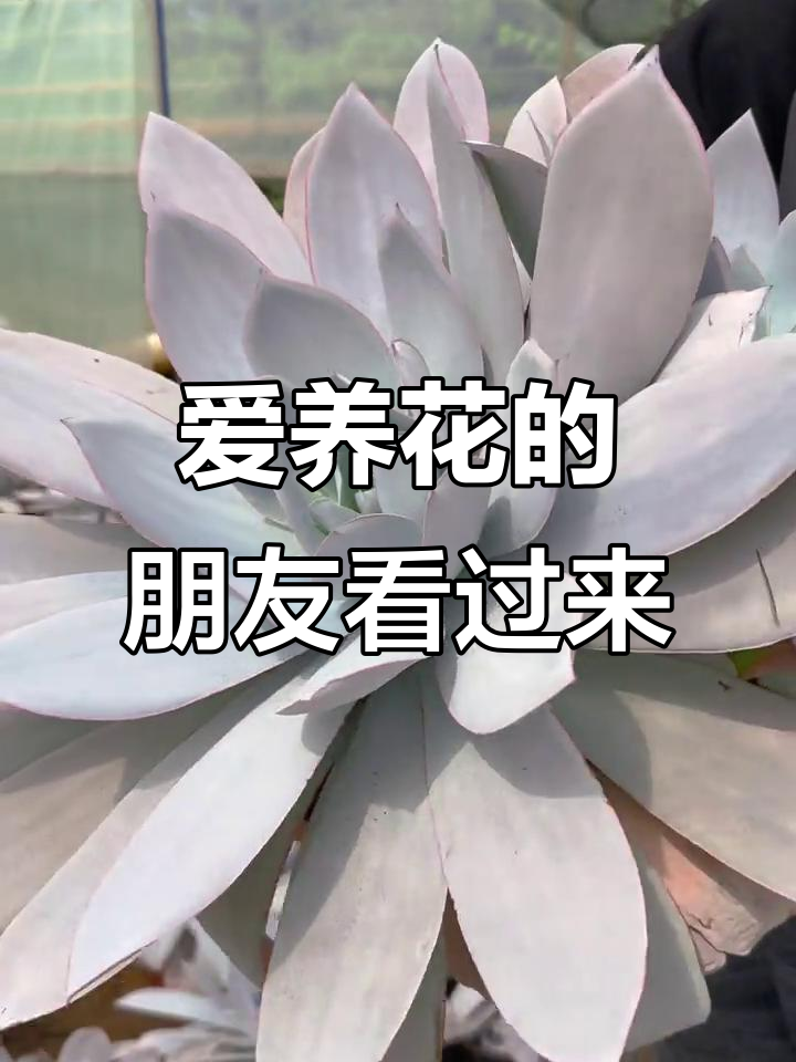 广寒宫多肉植物来啦,超爱!