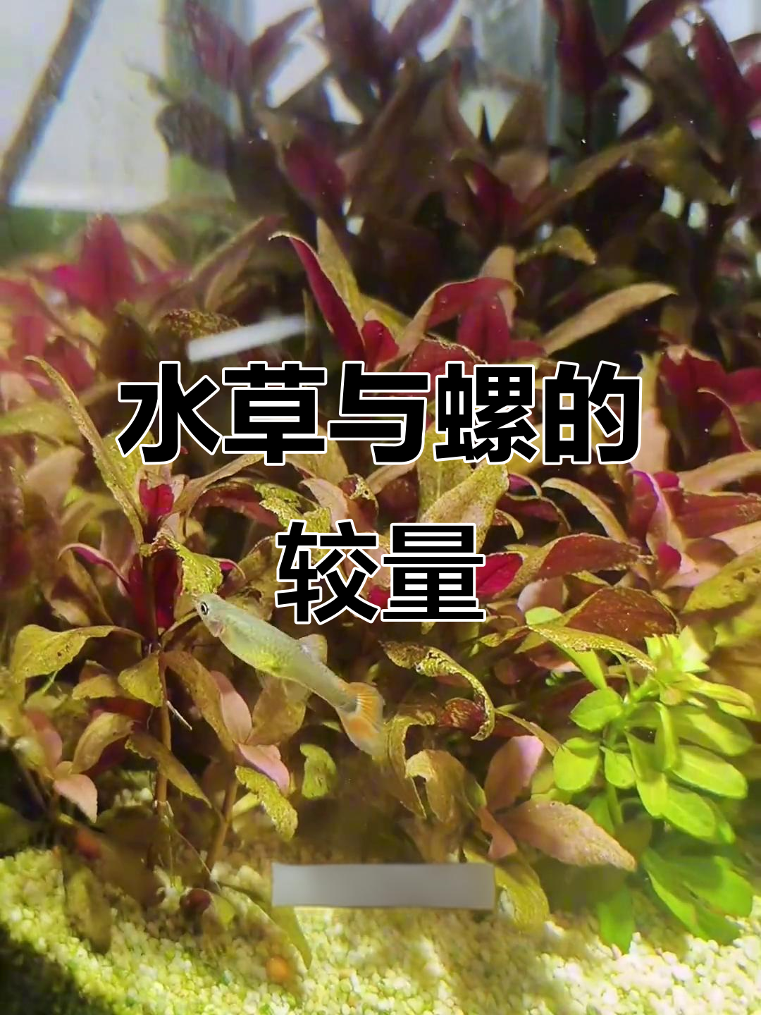 囊螺吃水草,杀手螺灭之;藻类消失,螺转而攻击植物