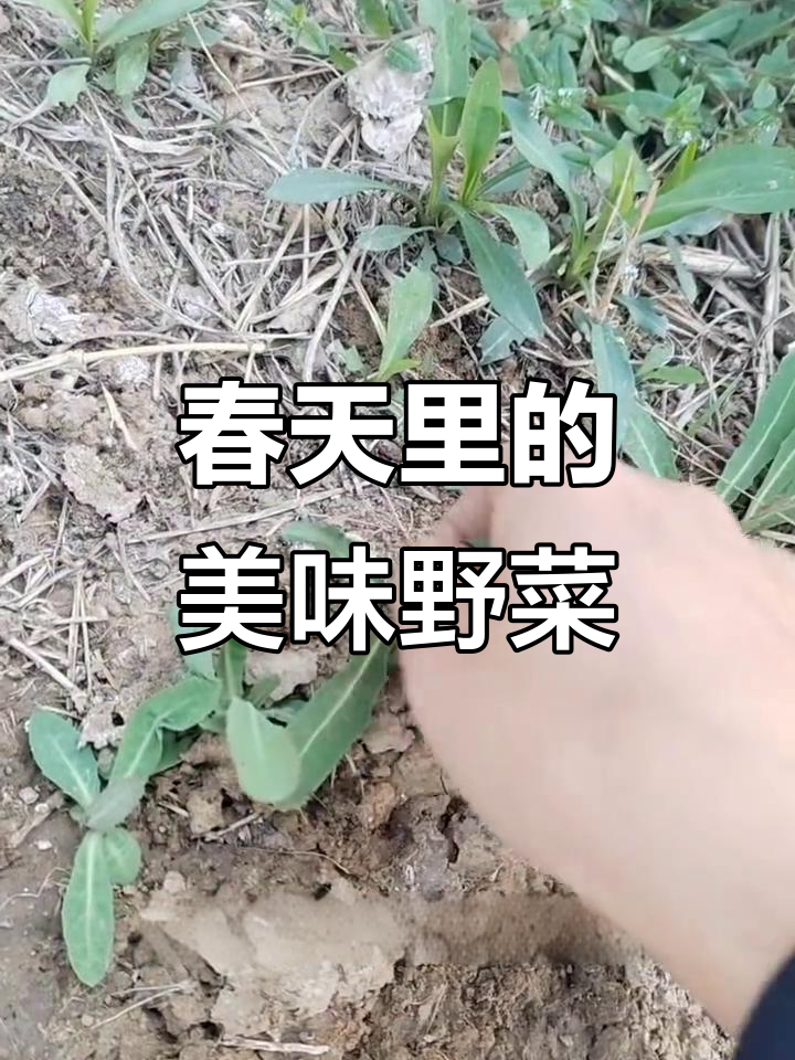 春季必吃蛐蛐菜,鲜美又营养
