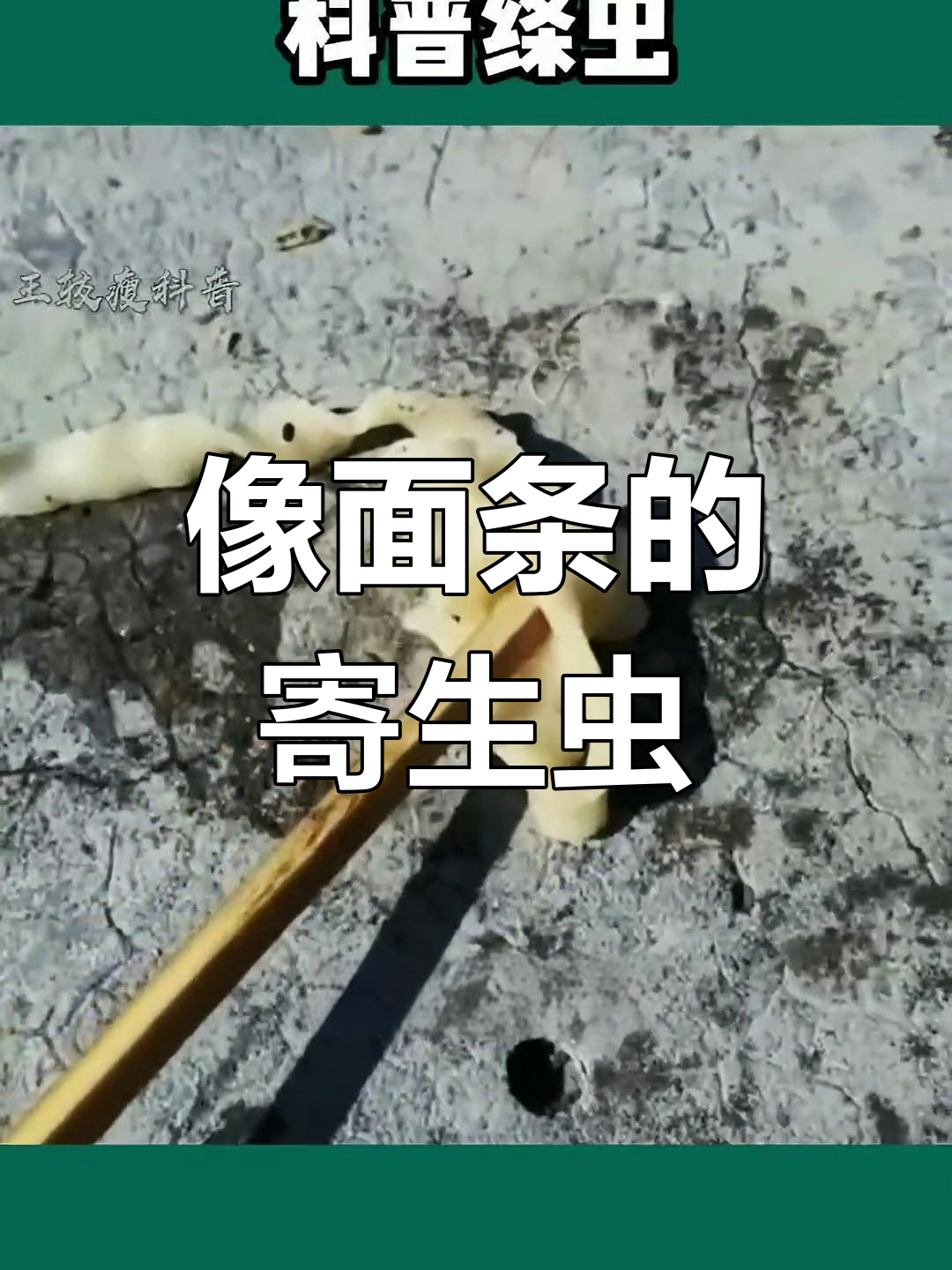 鱼肚里的“面条”竟然是绦虫,真让人惊讶!