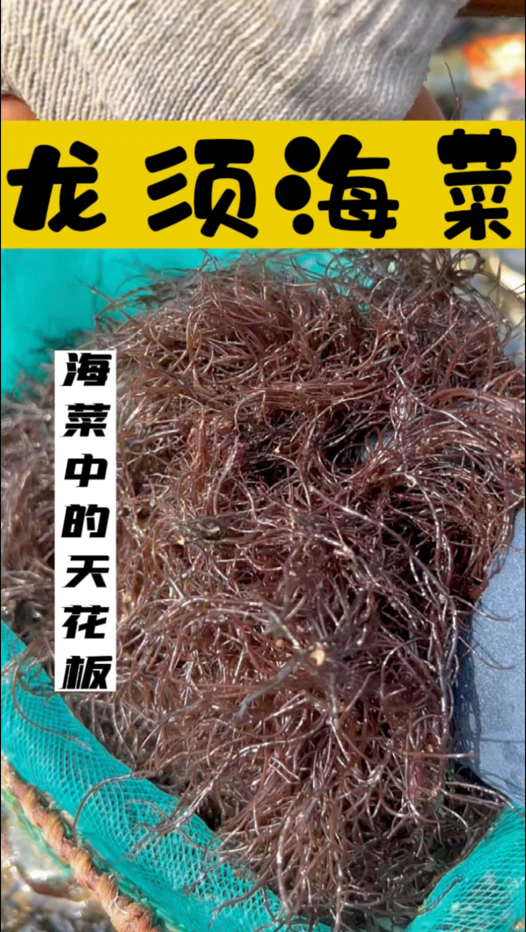 这个海菜你吃过么