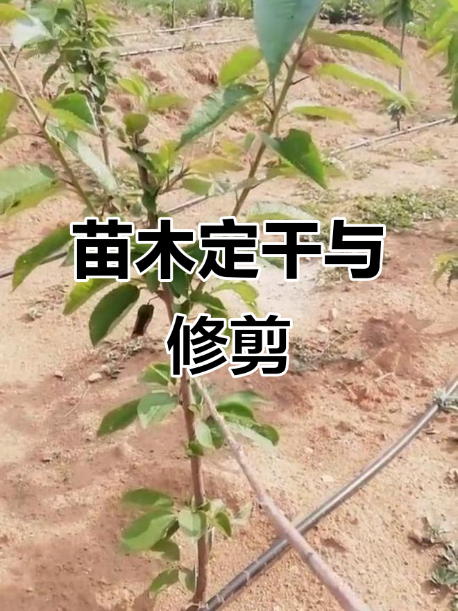 树苗定干技巧:如何正确修剪枝条,让树木更健康