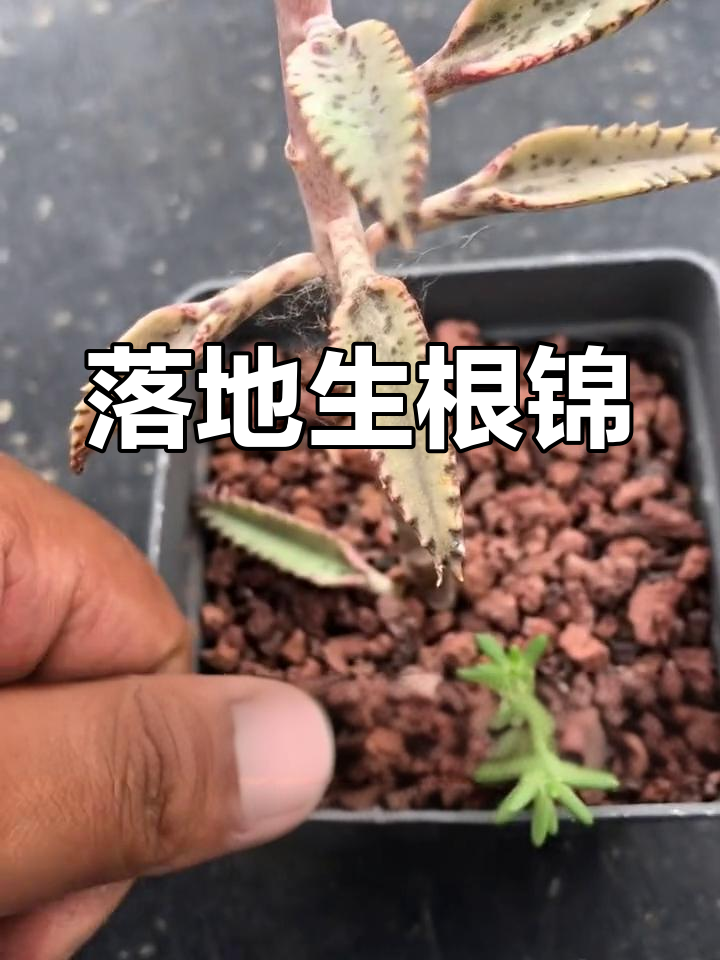 不死鸟多肉植物生长过程