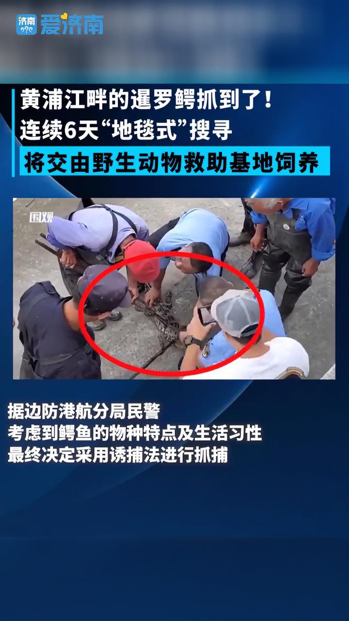 上海黄浦江畔的暹罗鳄抓到了!将交由野生动物救助基地饲养。真实事件 热点新闻事件