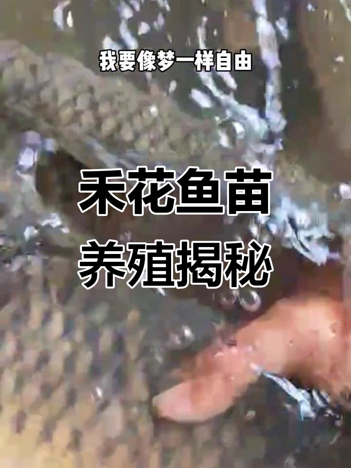 禾花鱼苗与水花的秘密,了解养殖技巧