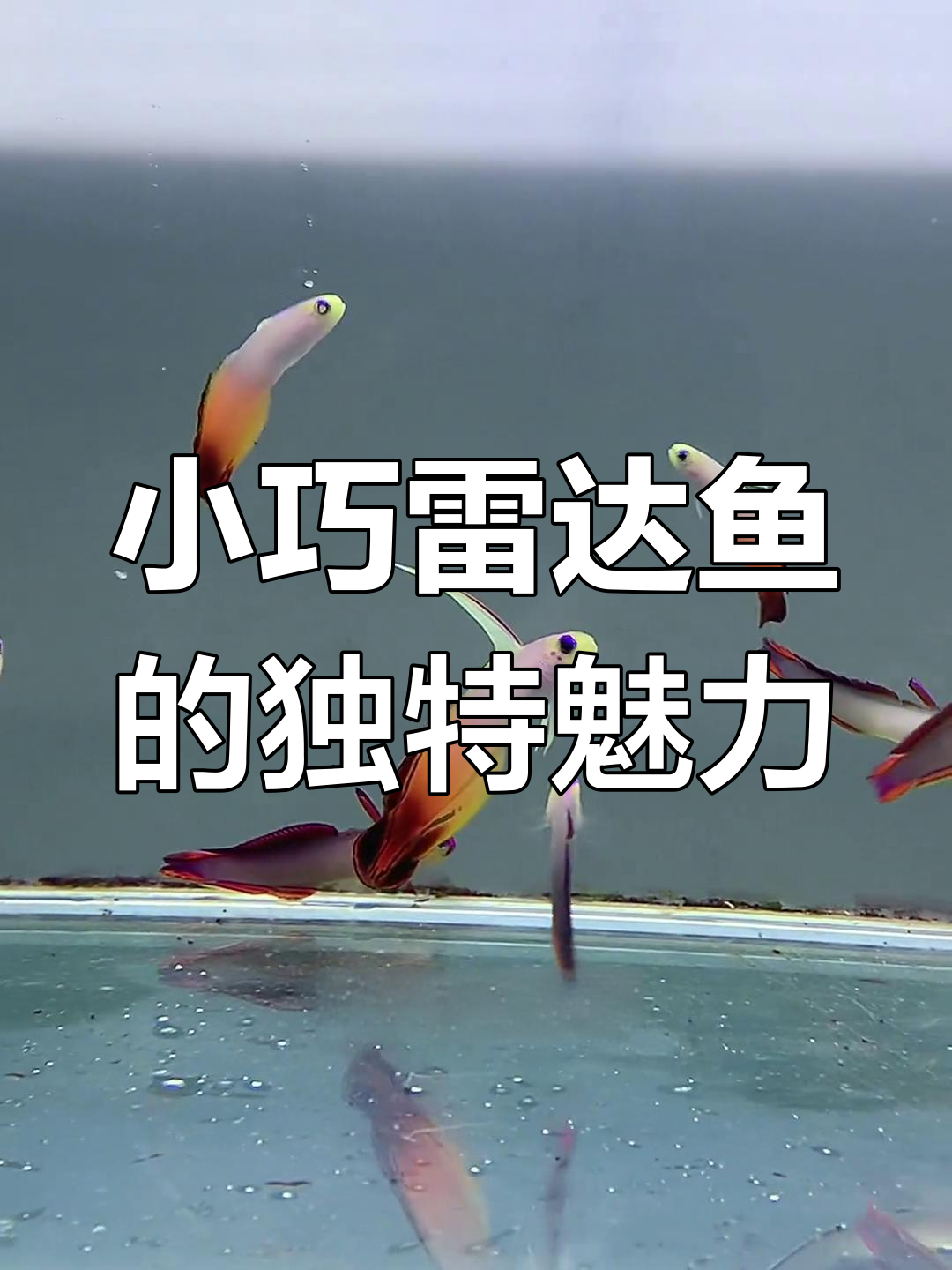雷达鱼:群游美丽却胆小的海洋生物