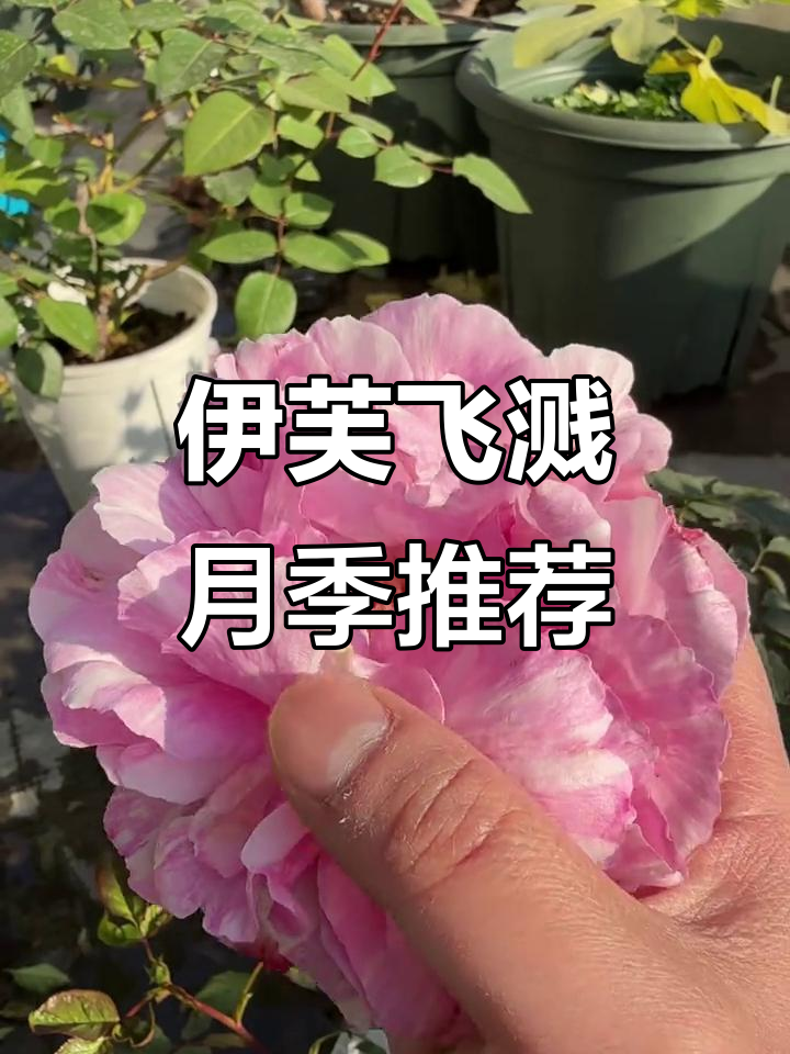 伊芙飞溅:独特花瓣与浓香,阳台养殖轻松上手