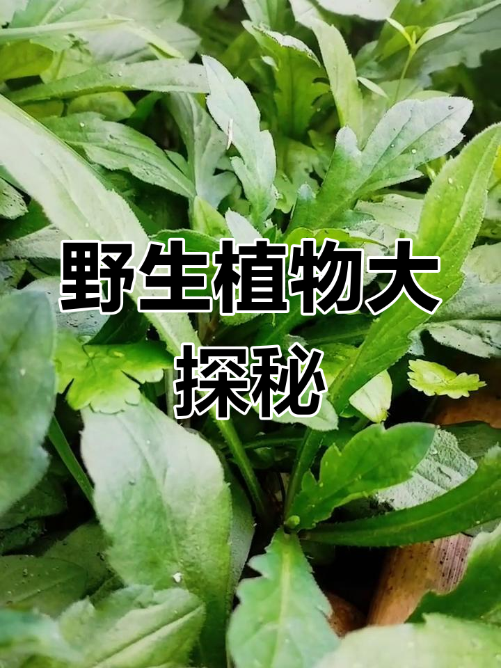 遵循古训,挖野菜“鱼秋蒜”,你们那儿怎么称呼它?