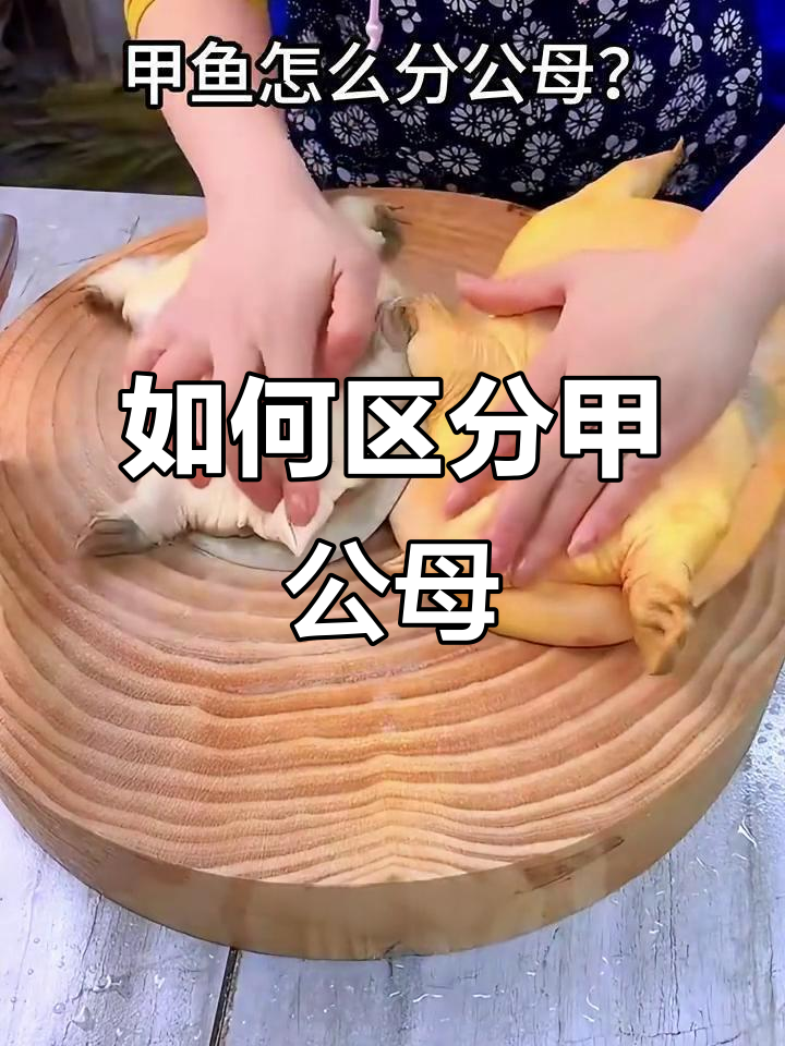 甲鱼公母分辨技巧，看屁股和尾巴就能搞定
