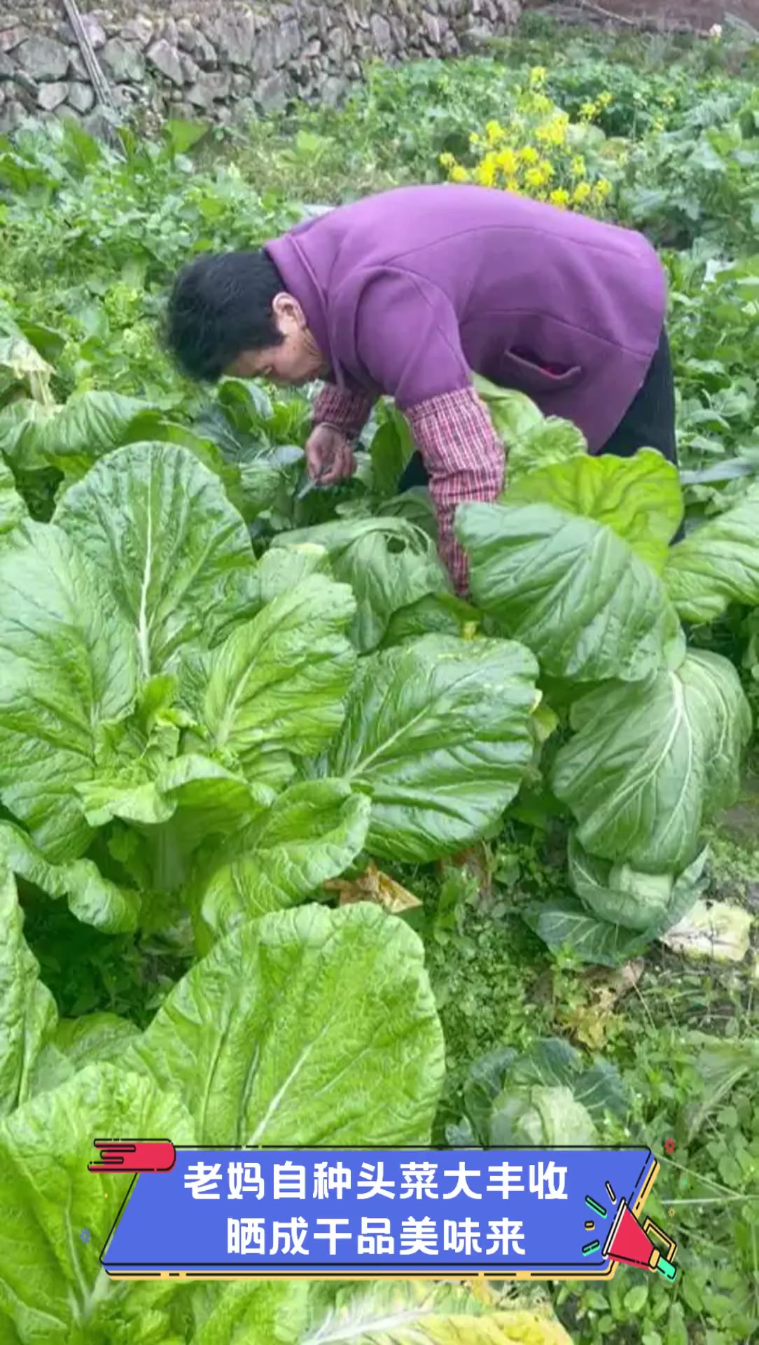 老妈自种头菜大丰收,晒成干品美味来