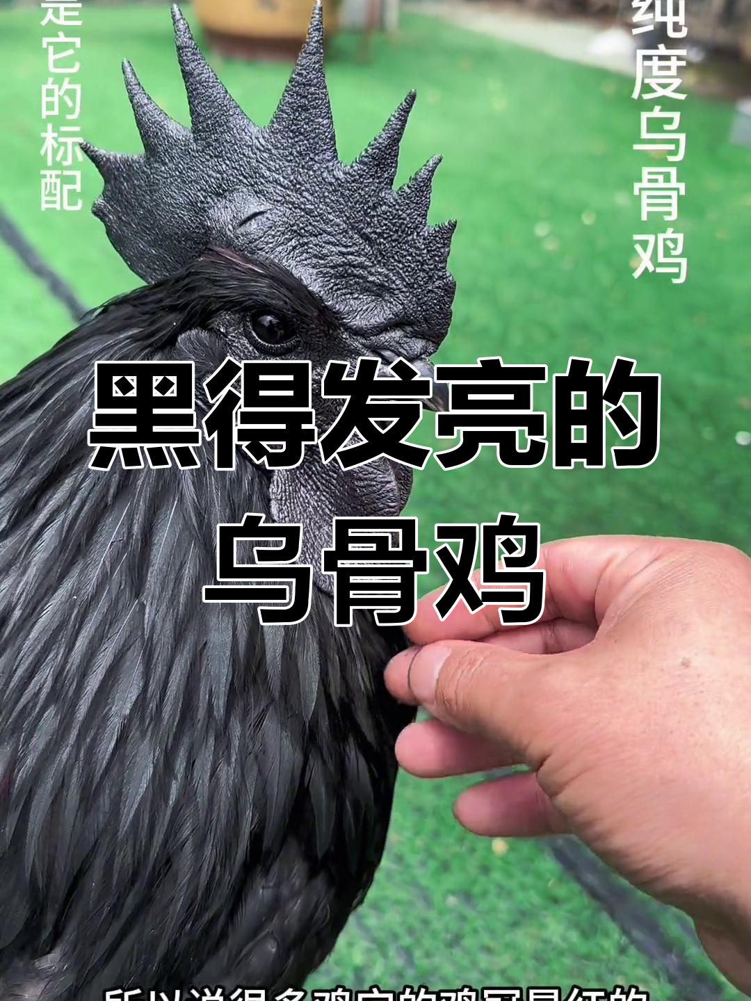 云南昭通黑心宝贝,内外全黑的乌骨鸡!