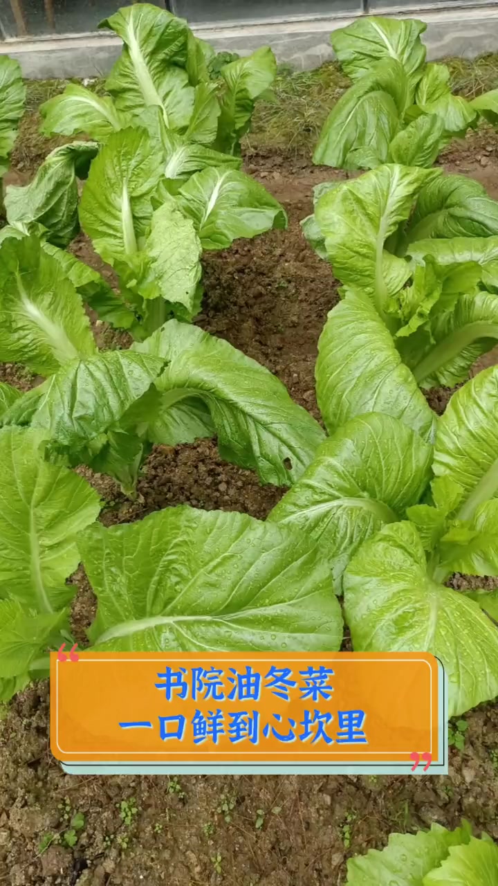 书院油冬菜,一口鲜到心坎里
