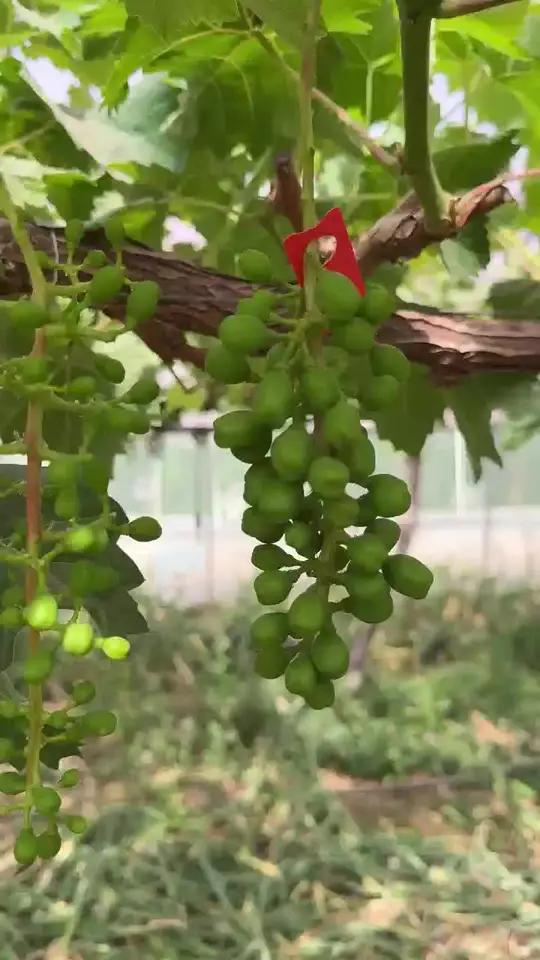 葡萄膨大好,这个窍门要记牢葡萄种植百进巨能源葡萄种植技术果树种植