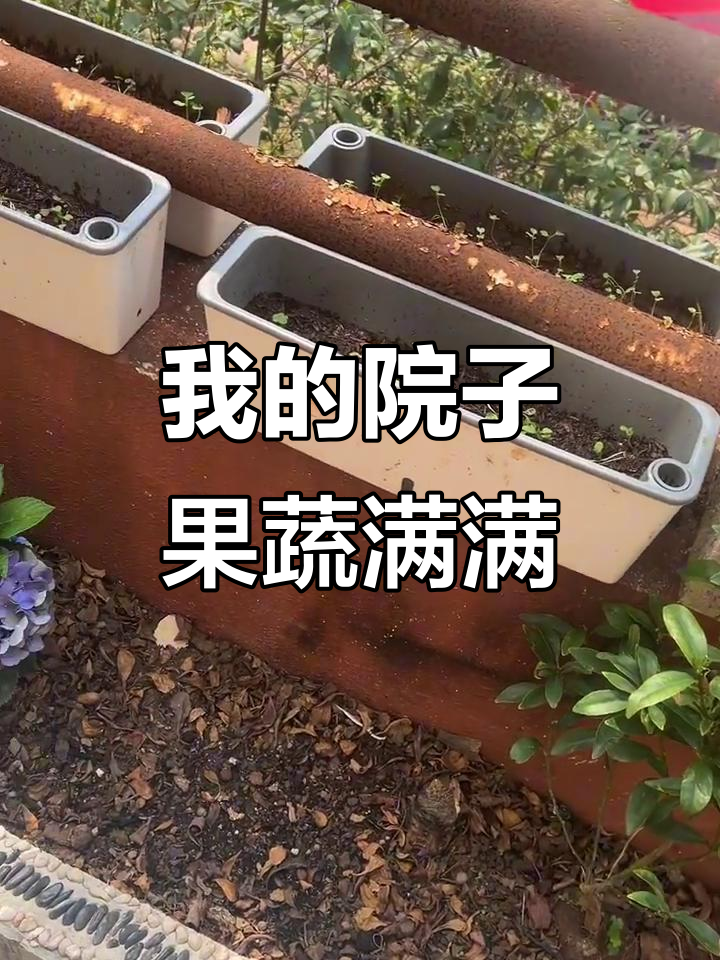 广州带院子的房子,种满果树和蔬菜,生活超幸福