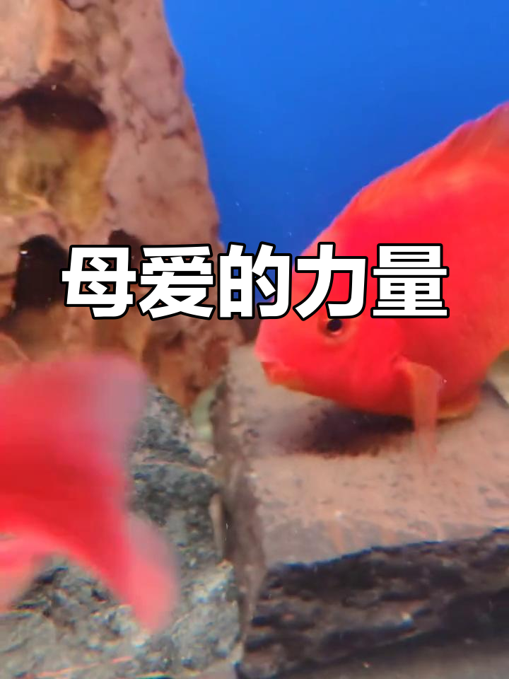 元宝鱼守护卵,母爱如山,感动却无法孵化