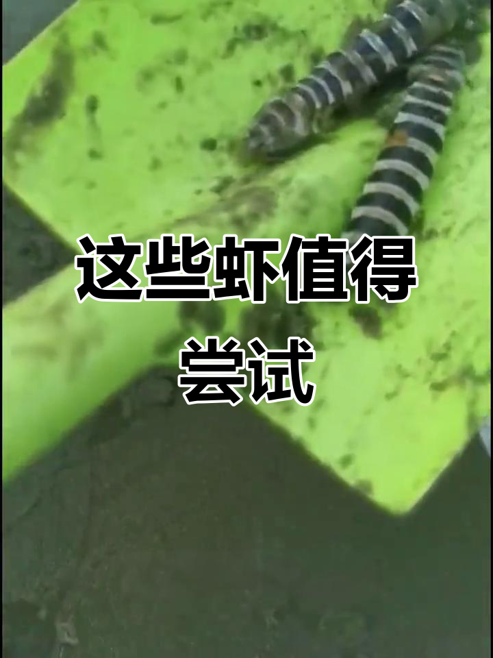 15种虾大揭秘，哪些好吃？